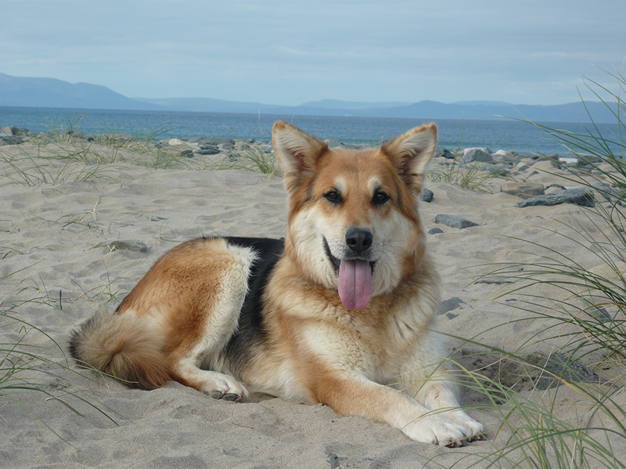 hazel bear on the beach